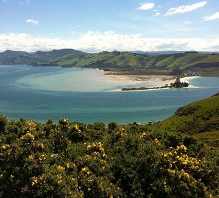 Disembark in Dunedin