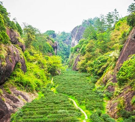 Tea Plantation in Mount Wuyi