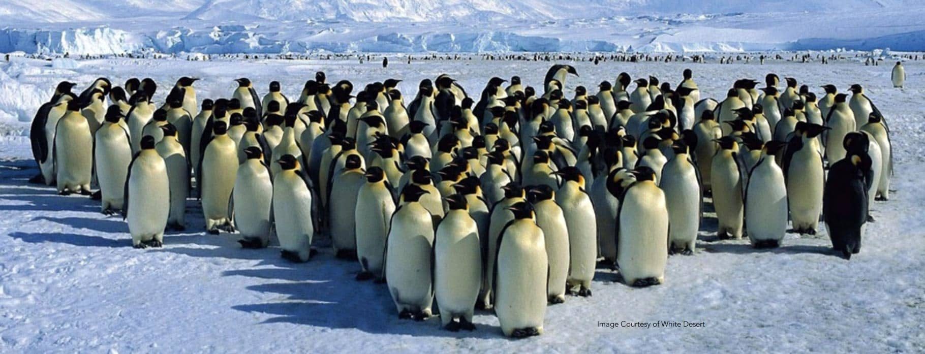 6 DAYS EMPEROR PENGUINS & OPTIONAL SOUTH POLE