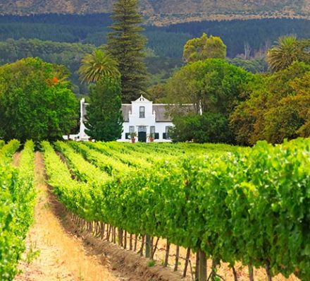 Winelands 