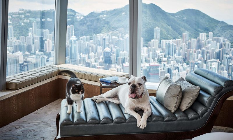 Ritz Carlton Hong Kong Pet Friendly