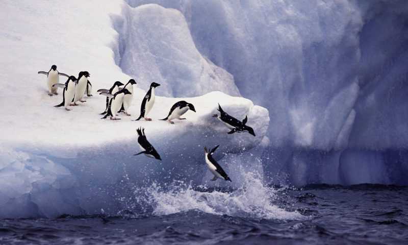 Adelie penguins