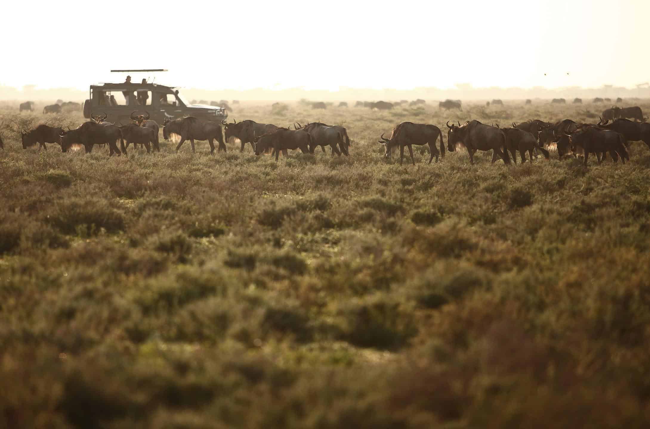 african safari animals