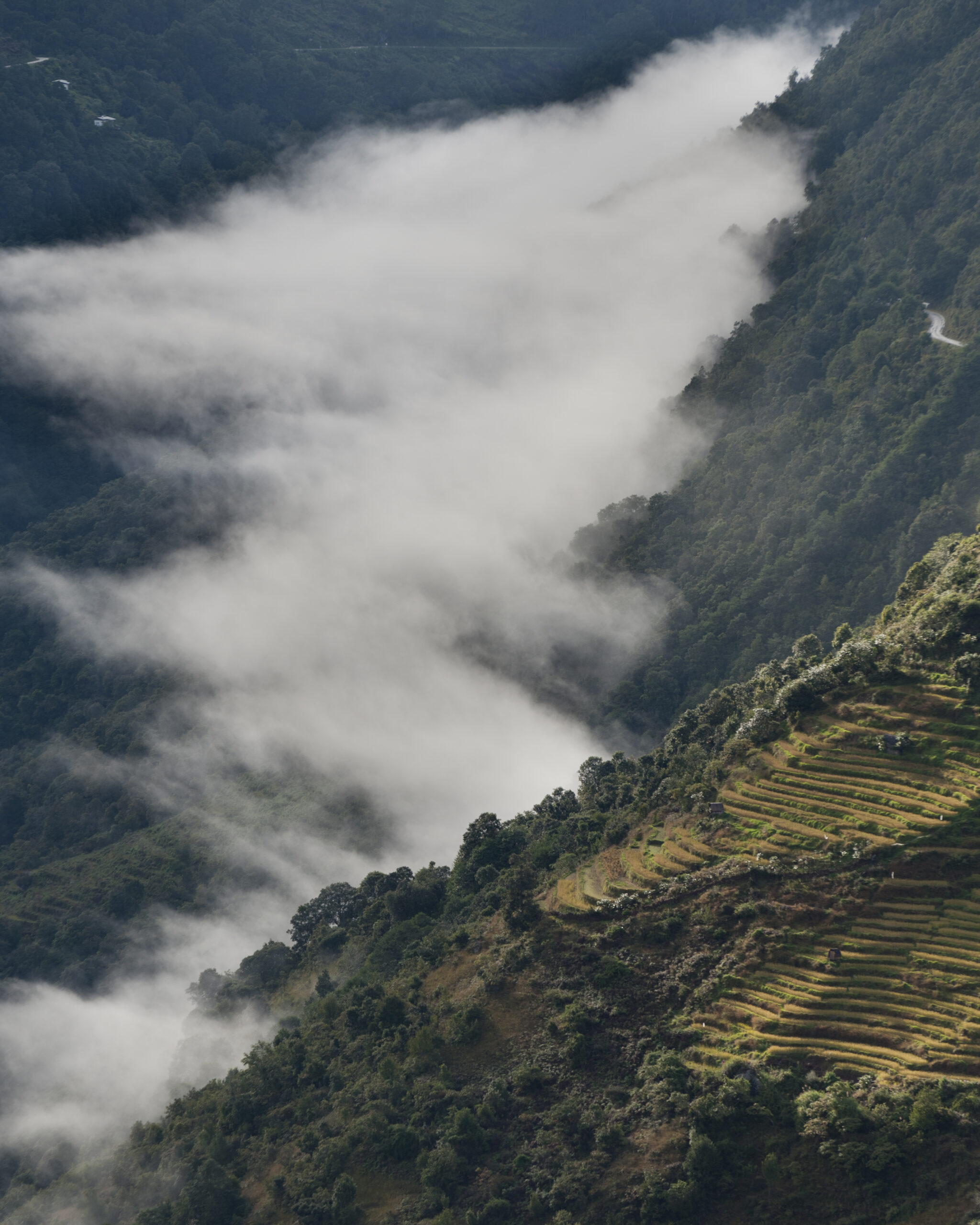 Bhutan Forests