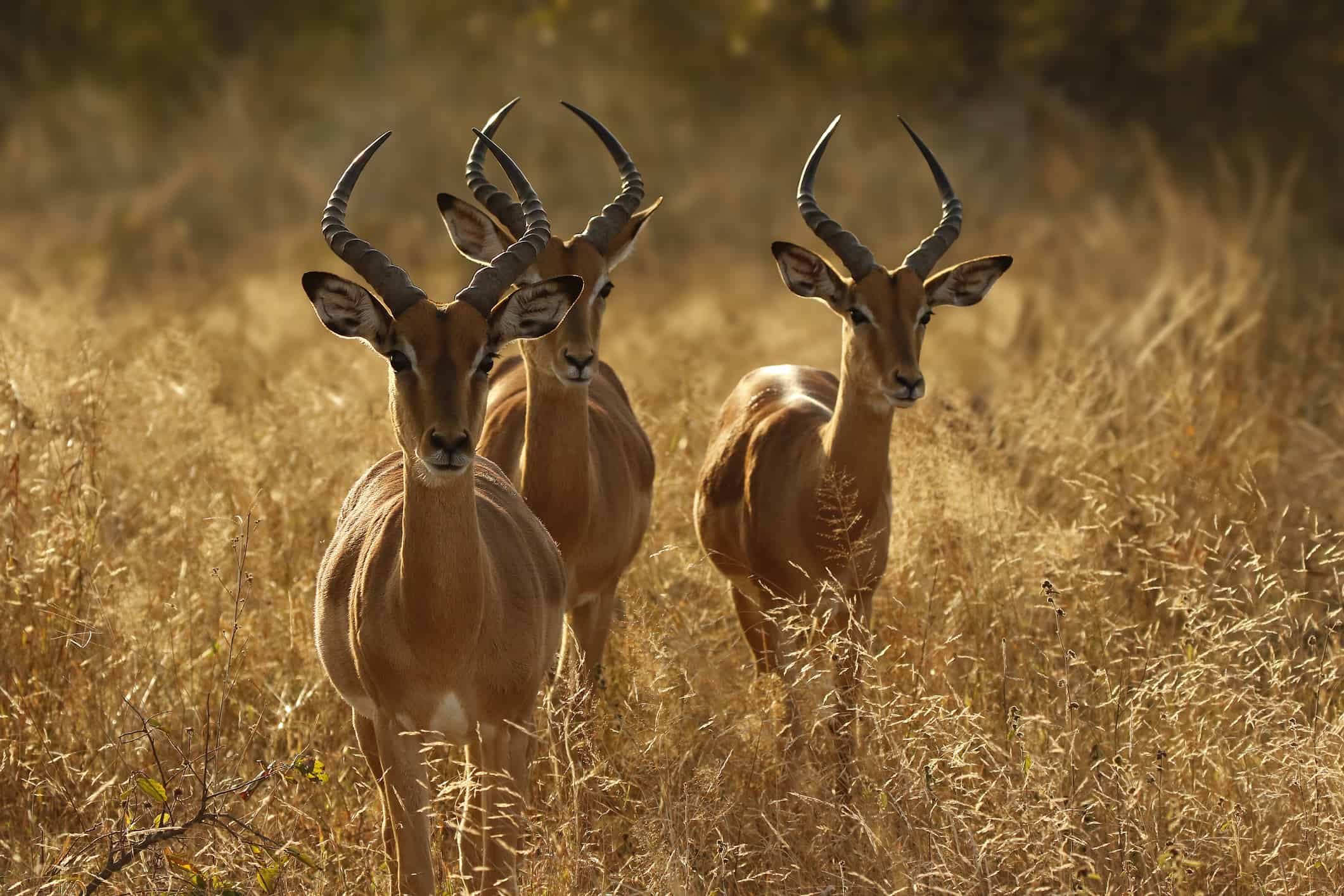 Impala standing alert in the grasslands, captured from a vehicle on a self-drive safari