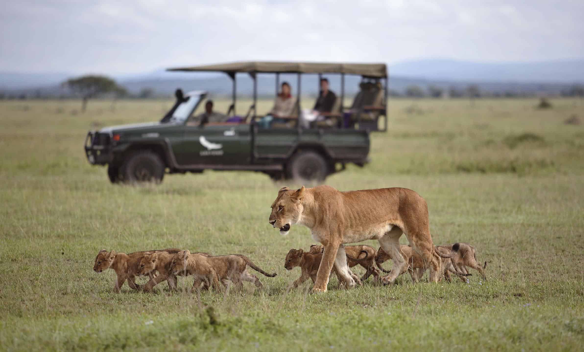 The 11 African Safari Animals you need to see | Intriq Journey