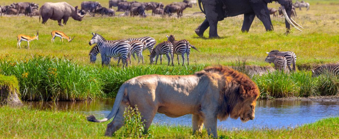 african safari animals