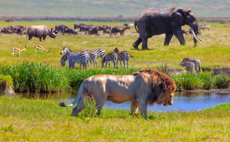 The 11 African Safari Animals you need to see with your own eyes
