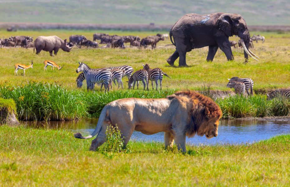 11 African Safari Animals To See