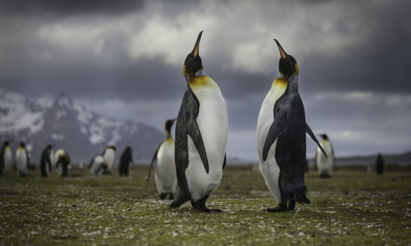 King penguins