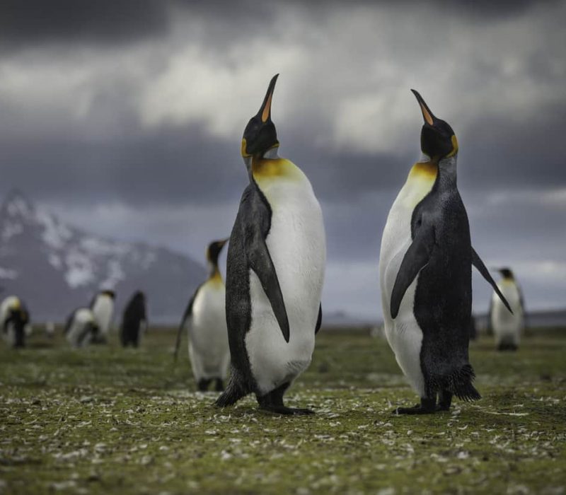 17 DAYS ANTARCTICA, SOUTH GEORGIA & ANTARCTICA PENINSULA