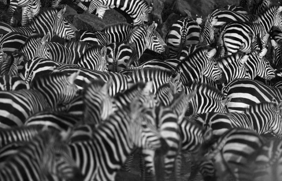 The Circle of Life: 7 Interesting Facts about Migrating Animals in Africa