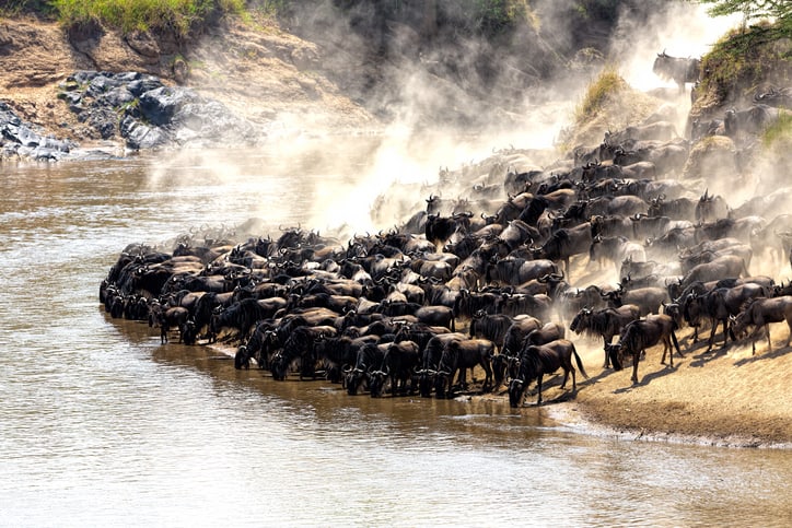 7 interesting facts about migrating animals in Africa | Intriq Journey