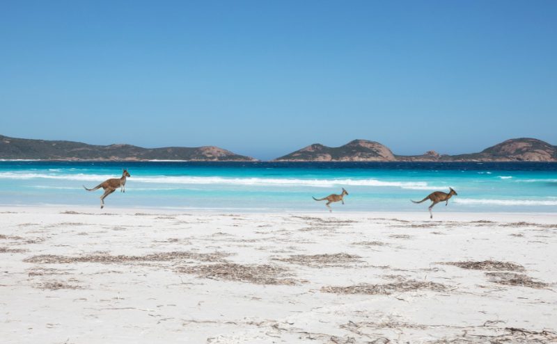 Experience the road less taken: Dusty, Pink, and Wild side of off-the-beaten Australia