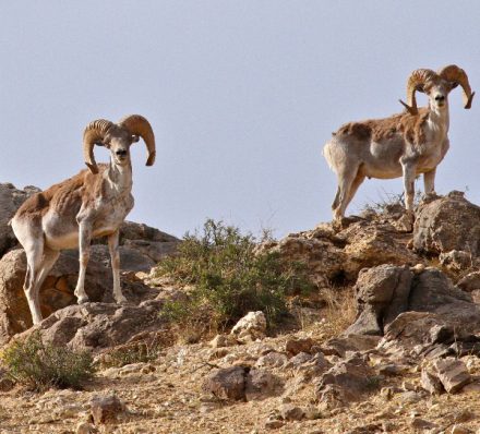 Argali Sheep MU