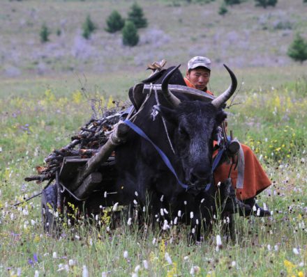 Jalman yak cart supplies and bags
