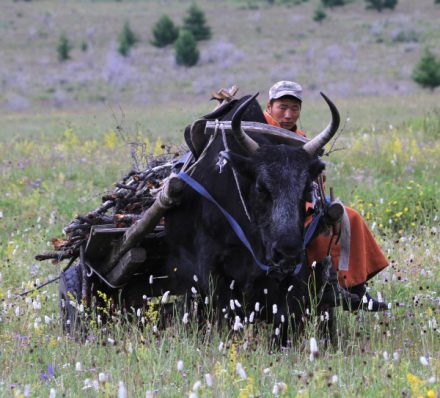 Khan Khentii / Ulaanbaatar