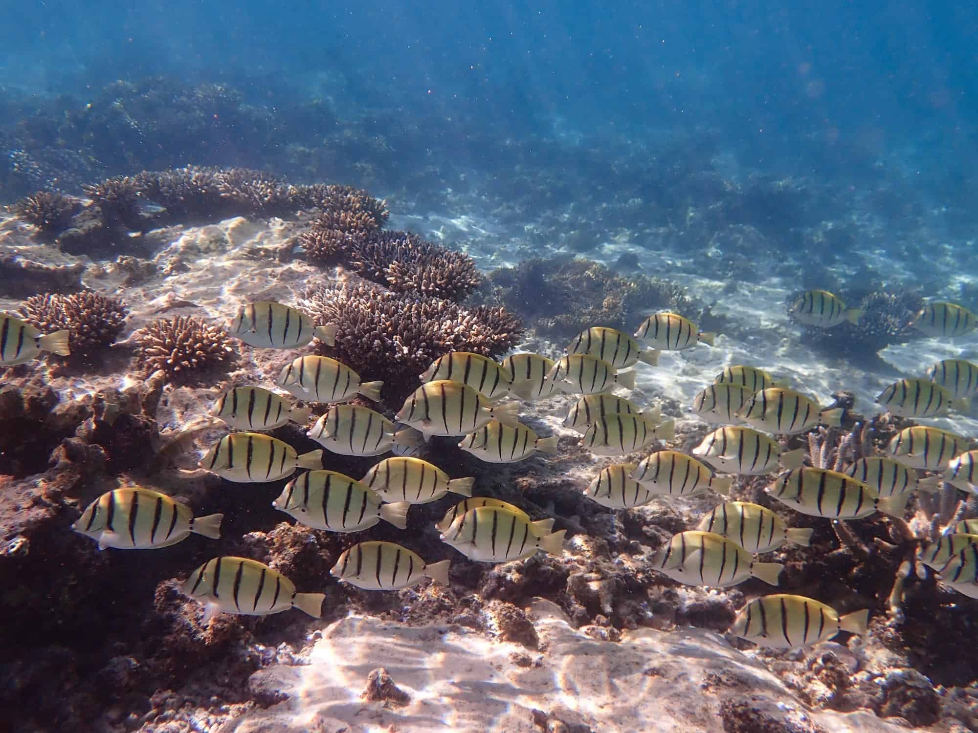 School of convict surgeon fish swimming Ningaloo Reef