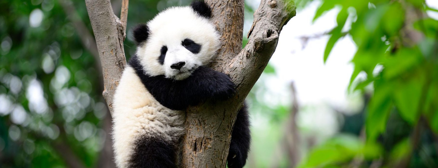 Sichuan Panda