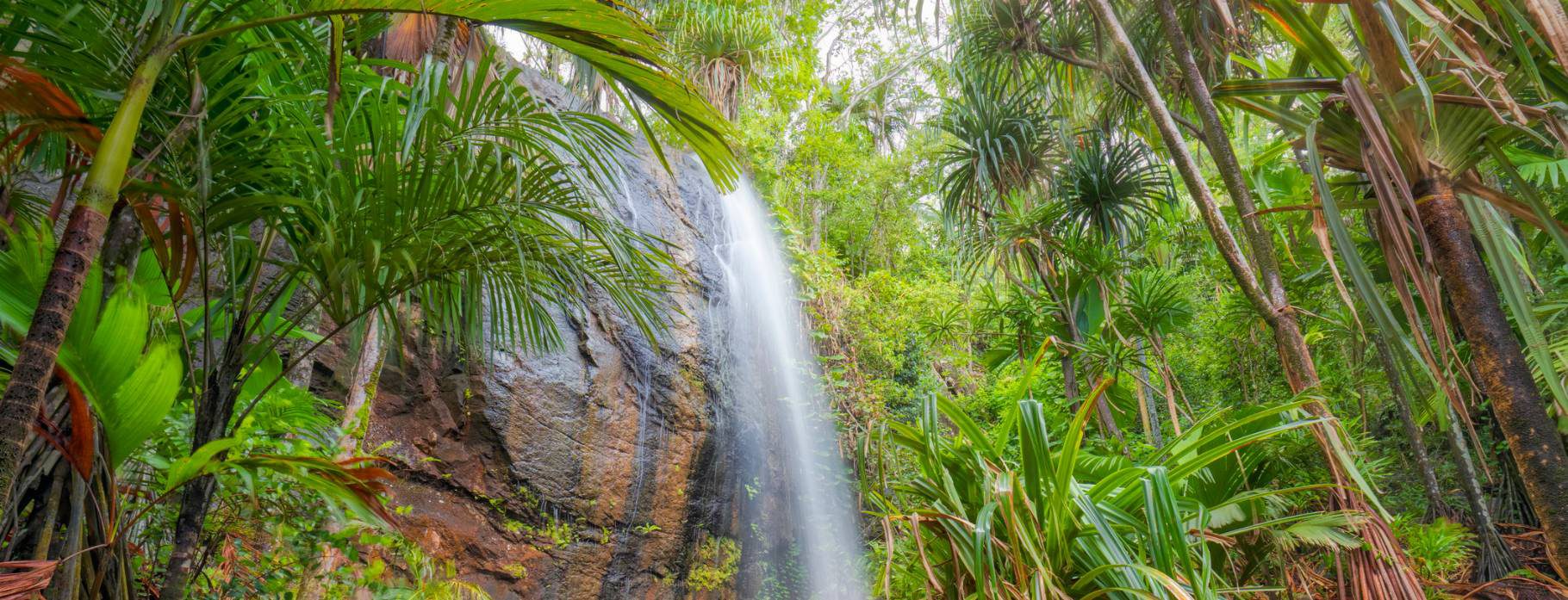 Vallee de Mai on Praslin Island
