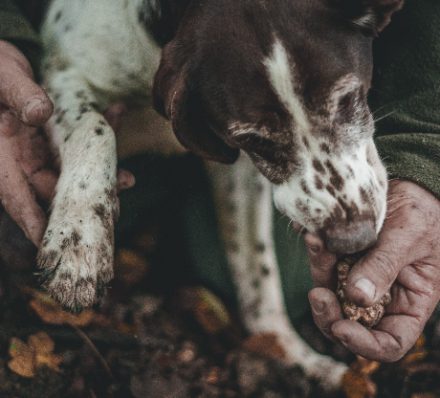 Truffle Hunting
