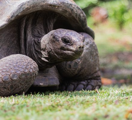 Giant Tortoise