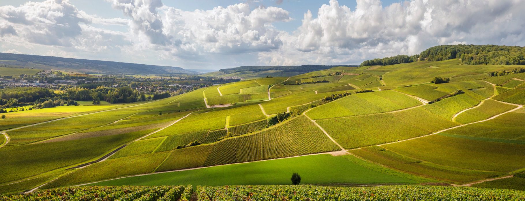 Vineyard in Burgundy