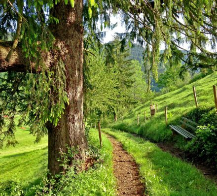 Black Forest