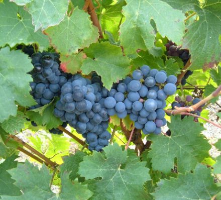 Vineyard