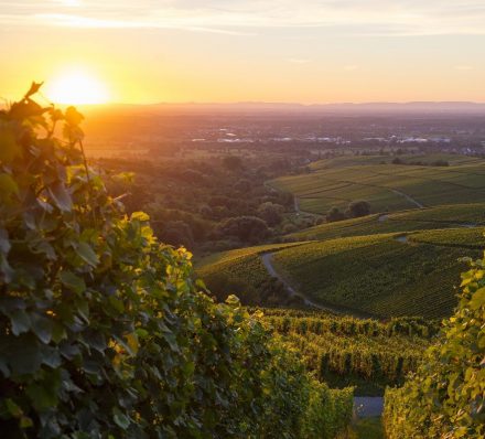 Baden-Baden Wine
