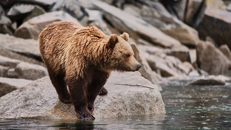 Bear, Sea of Okhotsk, Zavyalova Island, Russia