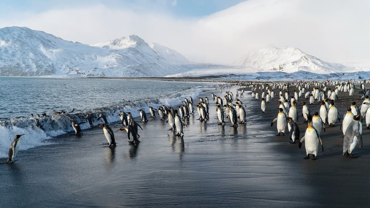 A group of King Penguins in South Georgia.