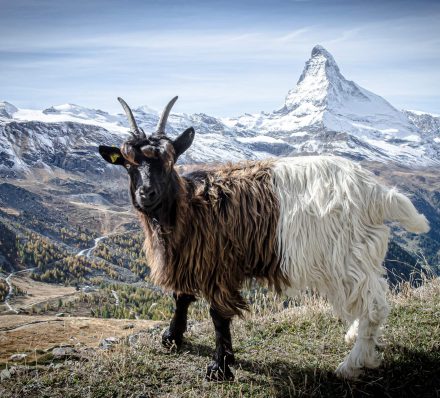 Zermatt