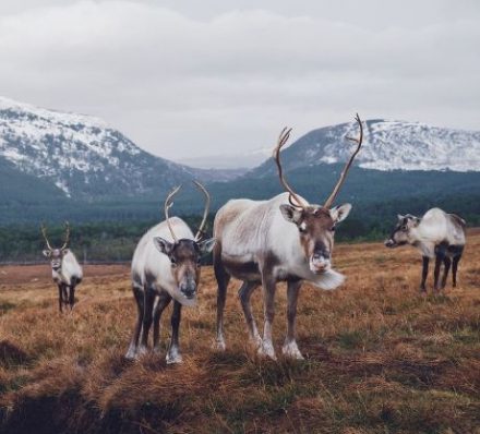 Fort William / Cairngorms National Park 