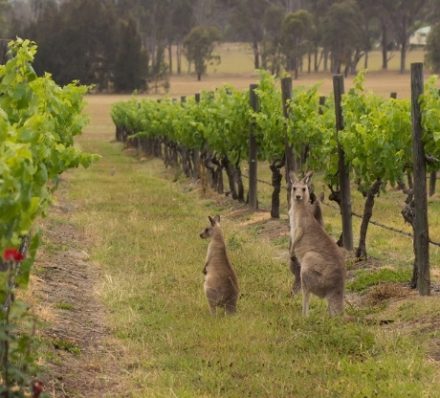 Hunter Valley
