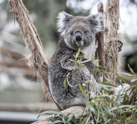 BALLARAT / DAYLESFORD