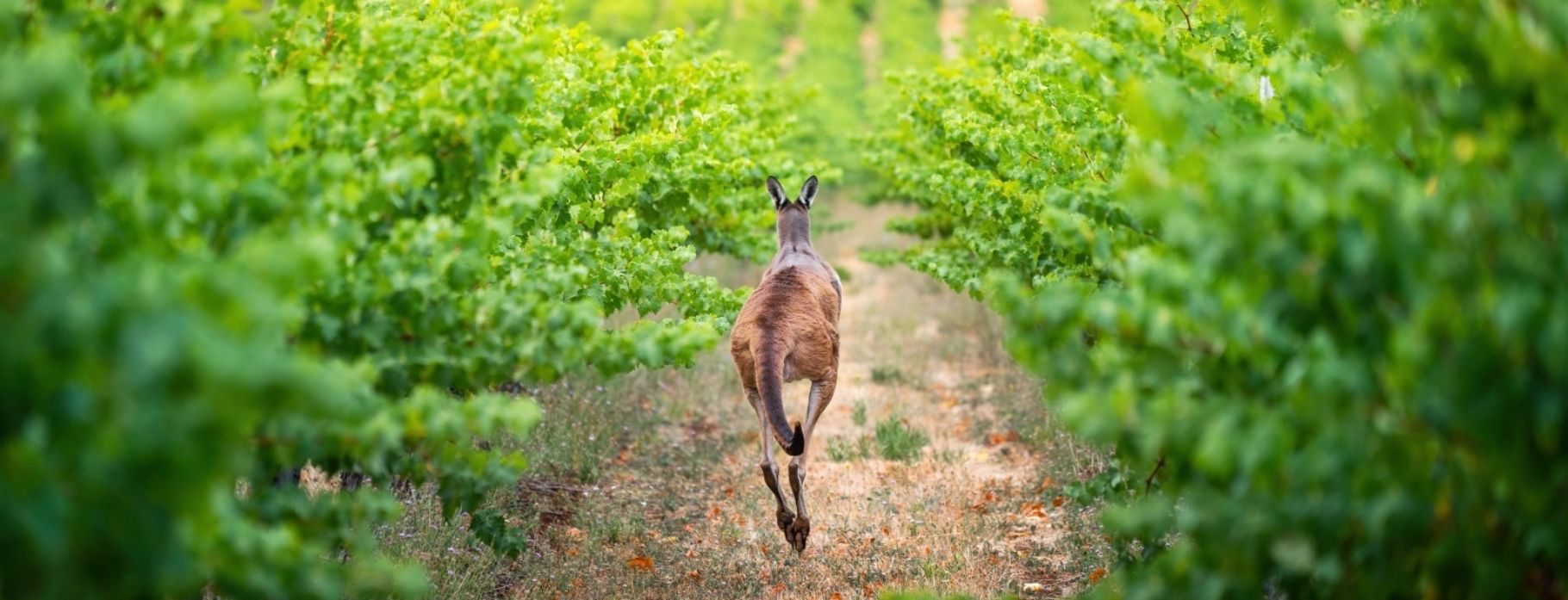 D0 South Australia