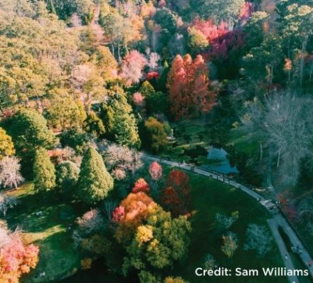 D1 Mount Lofty Botanic Garden - Credit Sam Williams