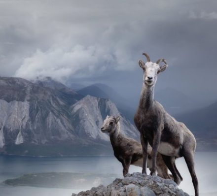 WHITEHORSE