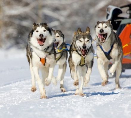 D4 Alaskan Husky Sledge