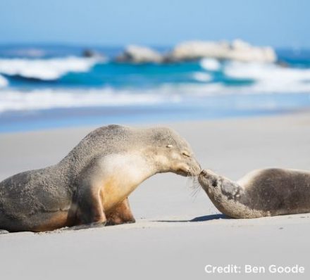 KANGAROO ISLAND