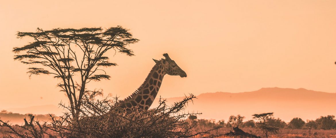 8 Best African Safari Destinations