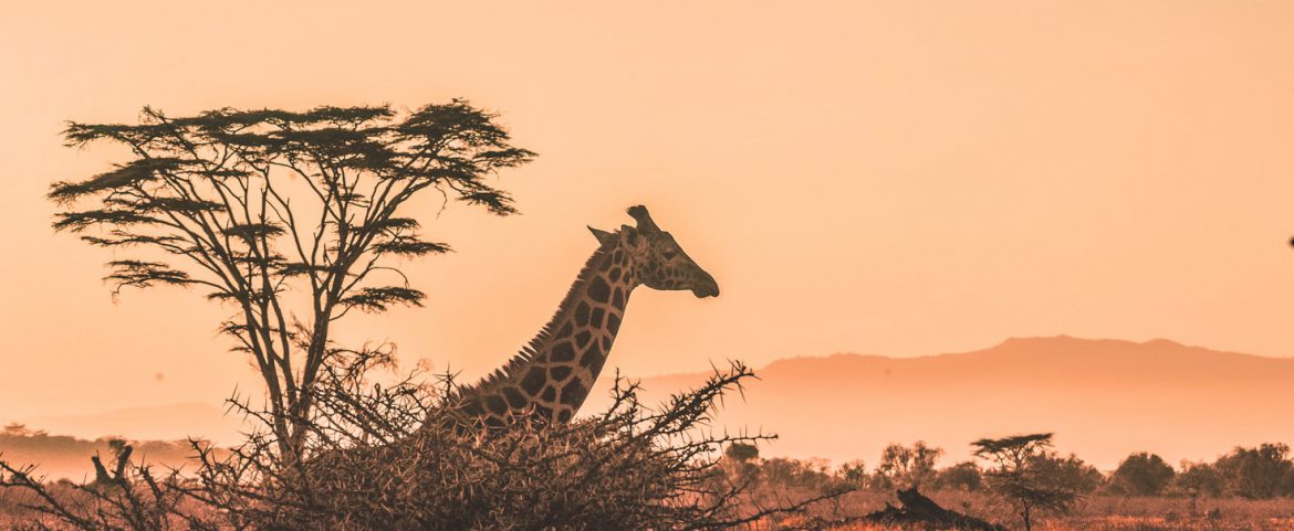 Impala standing alert in the grasslands, captured from a vehicle on a self-drive safari