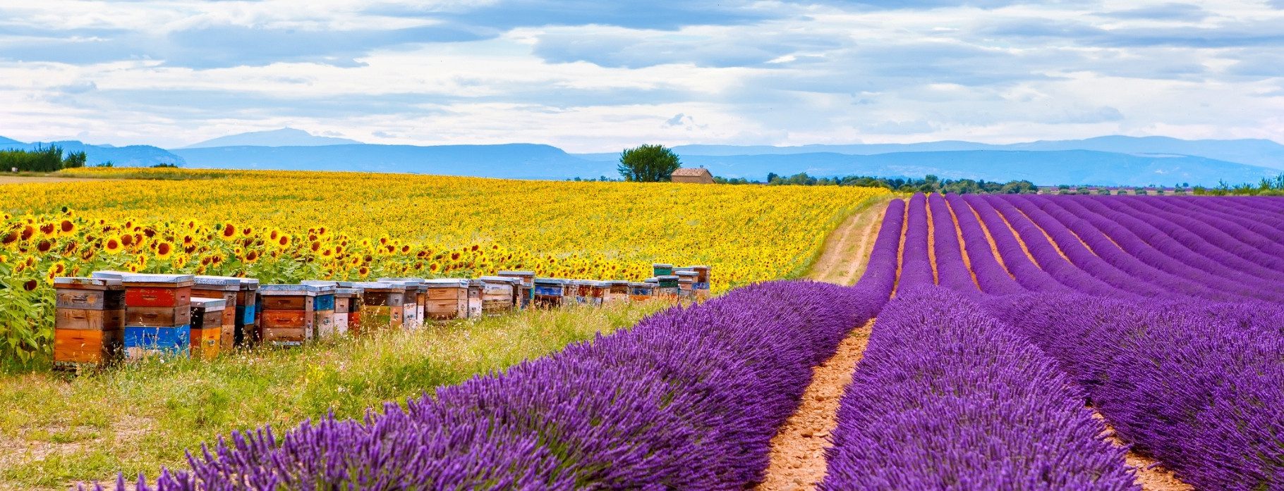 7 DAYS PROVENCE HIKE & DINE