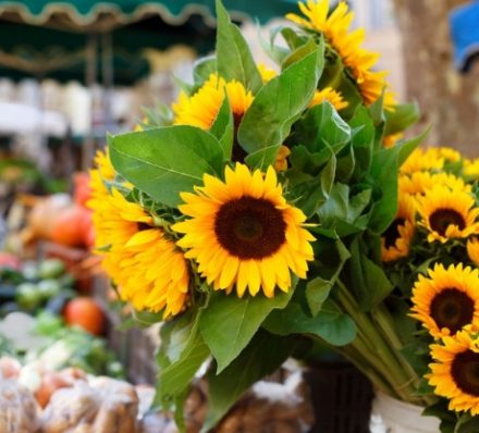 France farmers market