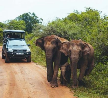 D5 Yala National Park Safari