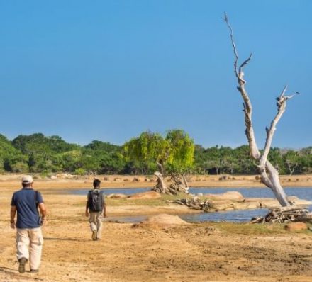 D6 Yala National Park