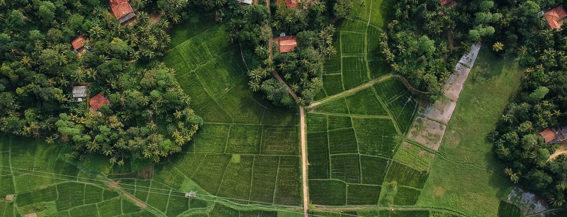 Website banner_Rice fields-resized