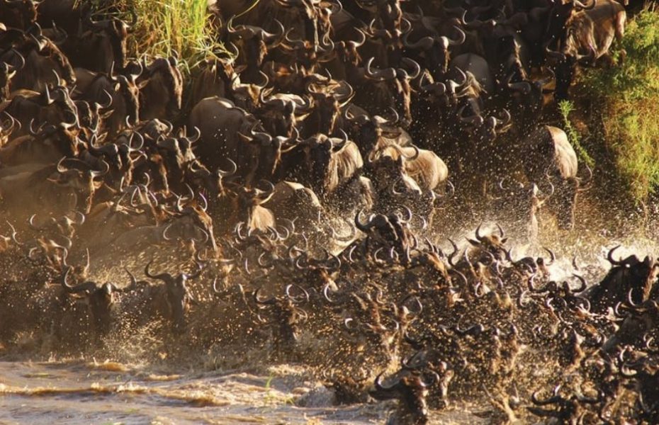 Webinar – Animal Migrations in Africa