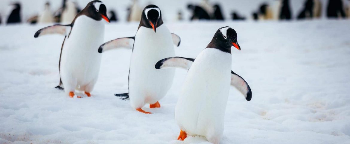 Webinar – 3 ways of traveling in Antarctica